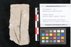 Foto (Objekt + Etikett) von Glyptostrobus europaeus Brongniart (NHMW-GEO-2024-0188-6767)